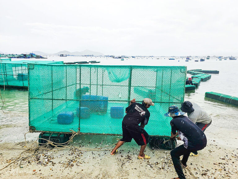 Người dân vệ sinh lồng nuôi tôm hùm trước khi đưa ra biển. Ảnh: Bùi Toàn