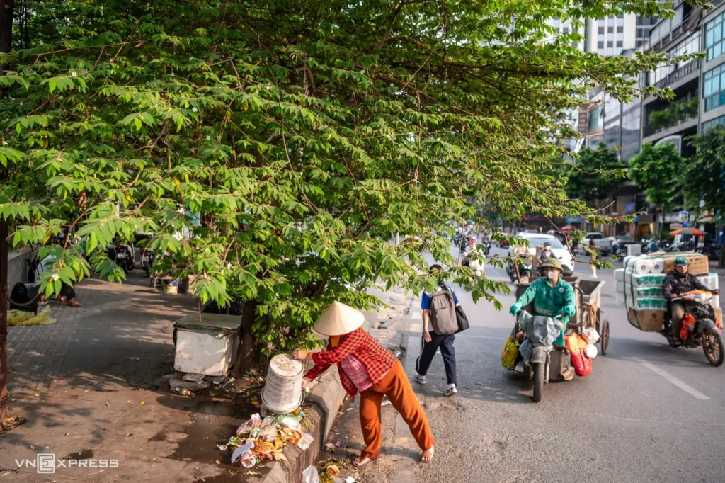 Cây cấm trồng trên phố Sài Gòn có gì đáng lo?