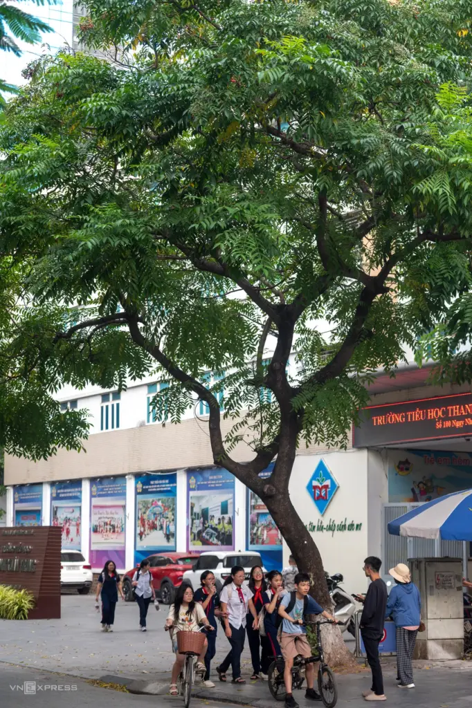 Cây cấm trồng trên phố Sài Gòn có gì đáng lo?
